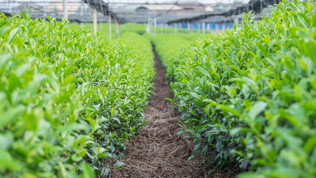 肥料起泡是什么原因？哪種消泡劑好？